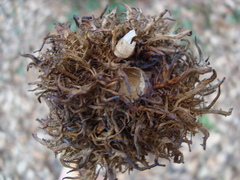 Andricus caputmedusae