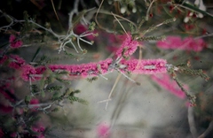 Melaleuca suberosa
