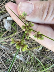 Cyperus surinamensis