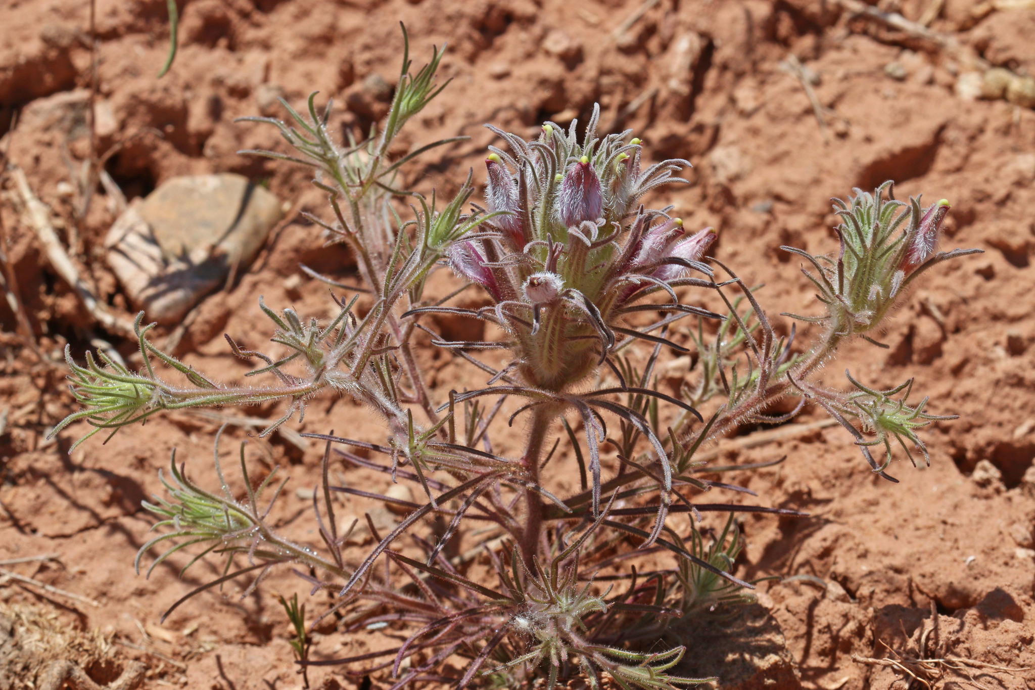 Cordylanthus kingii
