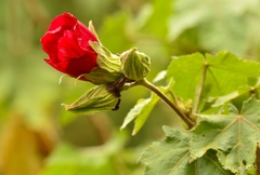 Malvaviscus arboreus