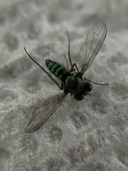 Condylostylus armipes