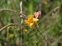 Oenothera stricta