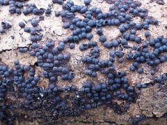 Rosellinia corticium