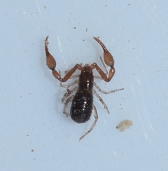 Neobisiidae