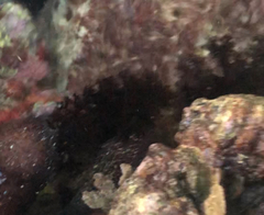 Holothuria cinerascens
