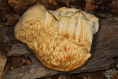 Pseudospongipellis unicolor