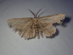 Lytrosis unitaria