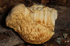 Pseudospongipellis unicolor