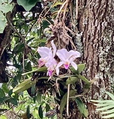 Cattleya trianae