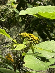 Verbesina oncophora