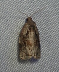 Archips grisea