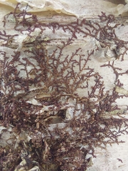 Frullania