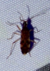 Ozophora picturata