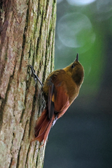 Sittasomus griseicapillus