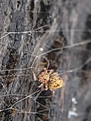 Ptenothrix