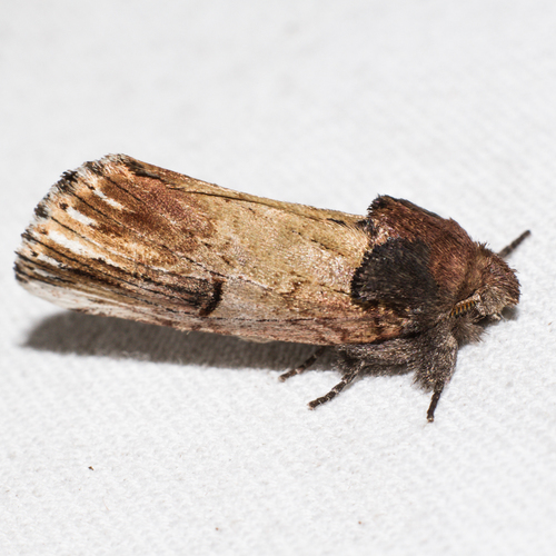 Chestnut Schizura Moth
