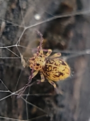 Ptenothrix