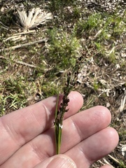 Rhynchospora microcarpa