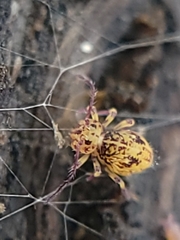 Ptenothrix