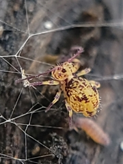 Ptenothrix