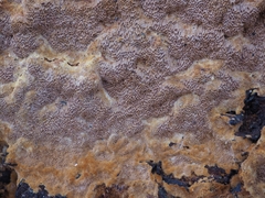 Fuscoporia ferruginosa