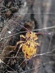 Ptenothrix