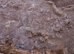 Fuscoporia ferruginosa