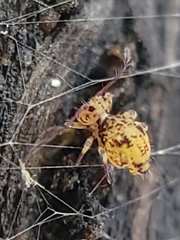 Ptenothrix
