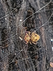 Ptenothrix