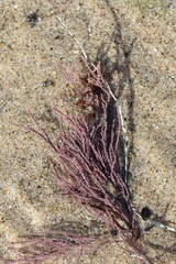 Lithothrix aspergillum