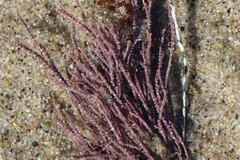 Lithothrix aspergillum