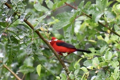 Ramphocelus bresilius