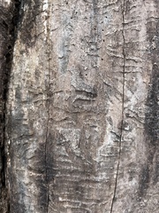 Agrilus planipennis