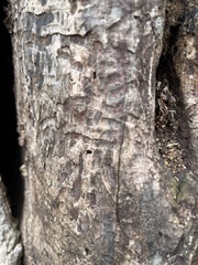 Agrilus planipennis