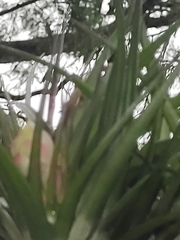 Tillandsia stricta