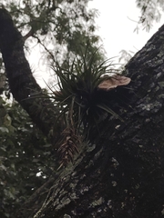 Tillandsia stricta