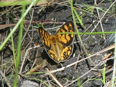 Heteronympha cordace