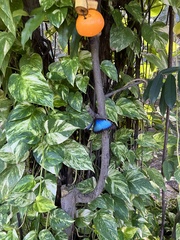 Morpho helenor