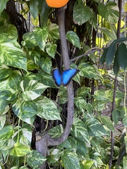 Morpho helenor