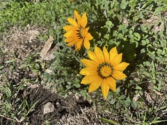 Gazania linearis