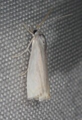 Crambus albellus
