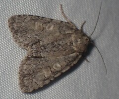 Acronicta modica