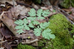 Dicentra cucullaria
