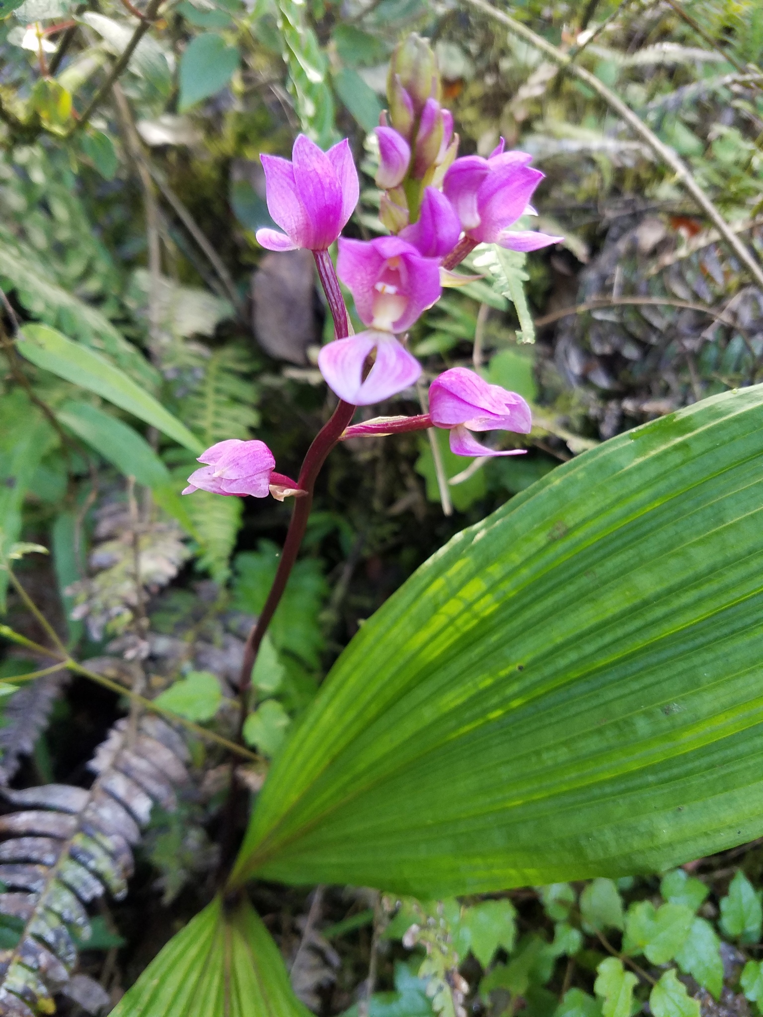 Govenia vilcabambana image