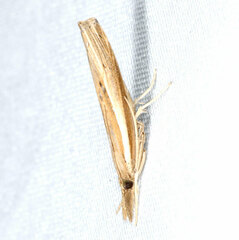 Fissicrambus intermedius