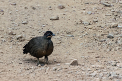 Galloperdix lunulata