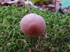 Mycena rosella