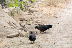 Galloperdix lunulata