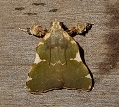 Parachma rufoflavalis